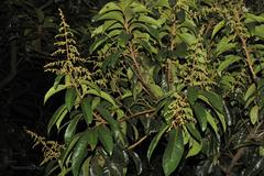 Meliosma simplicifolia subsp. pungens